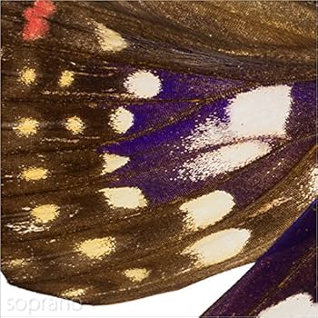 Amazon.co.jp: 蝶の標本 オオムラサキ S.charonda タテハチョウ